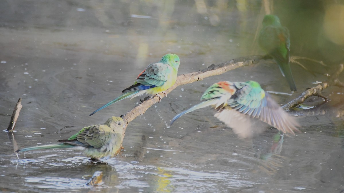 Red-rumped Parrot - ML620517374