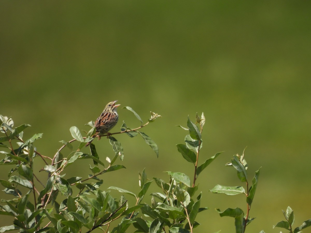 Henslow's Sparrow - ML620517375