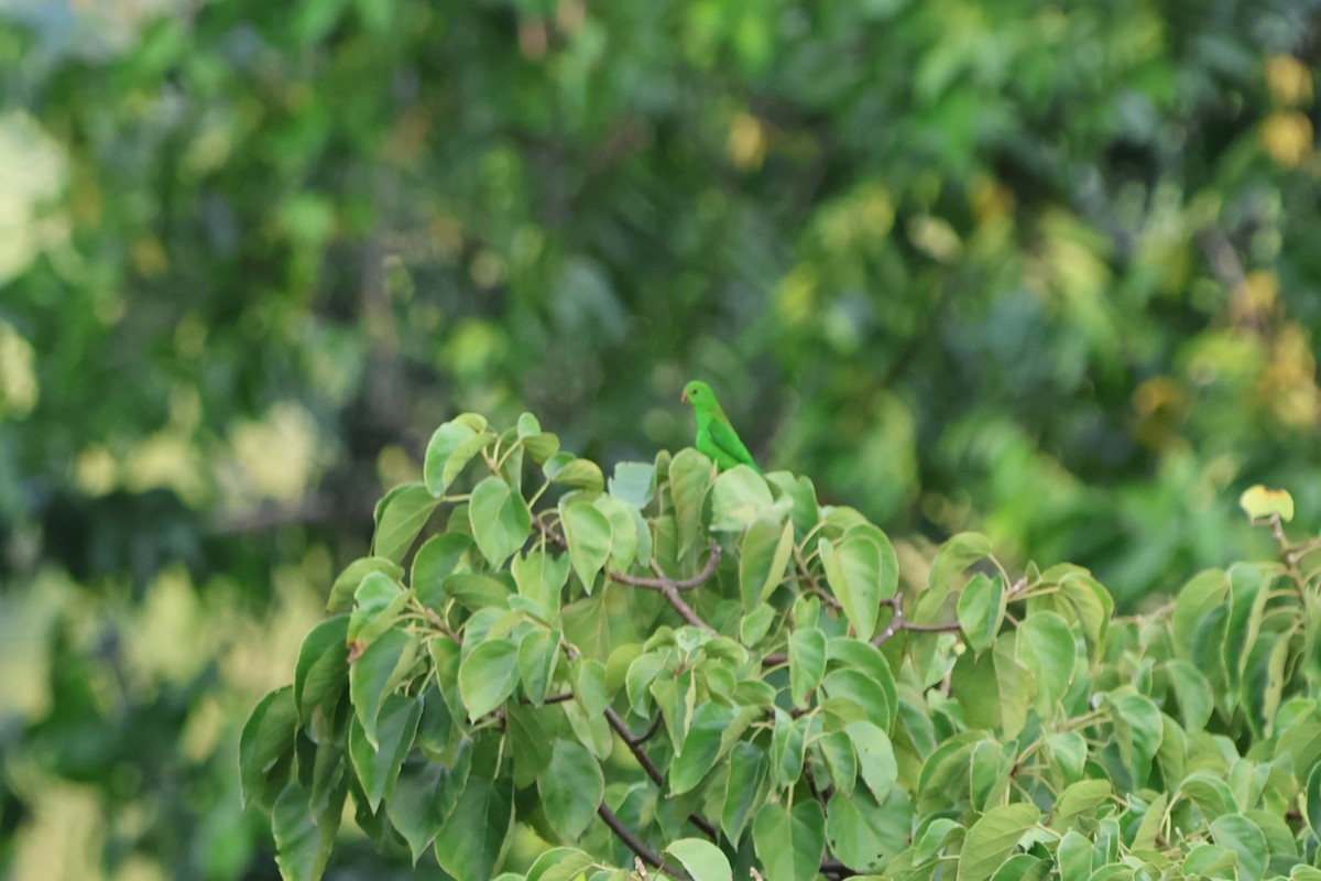 Pygmy Hanging-Parrot - ML620517383