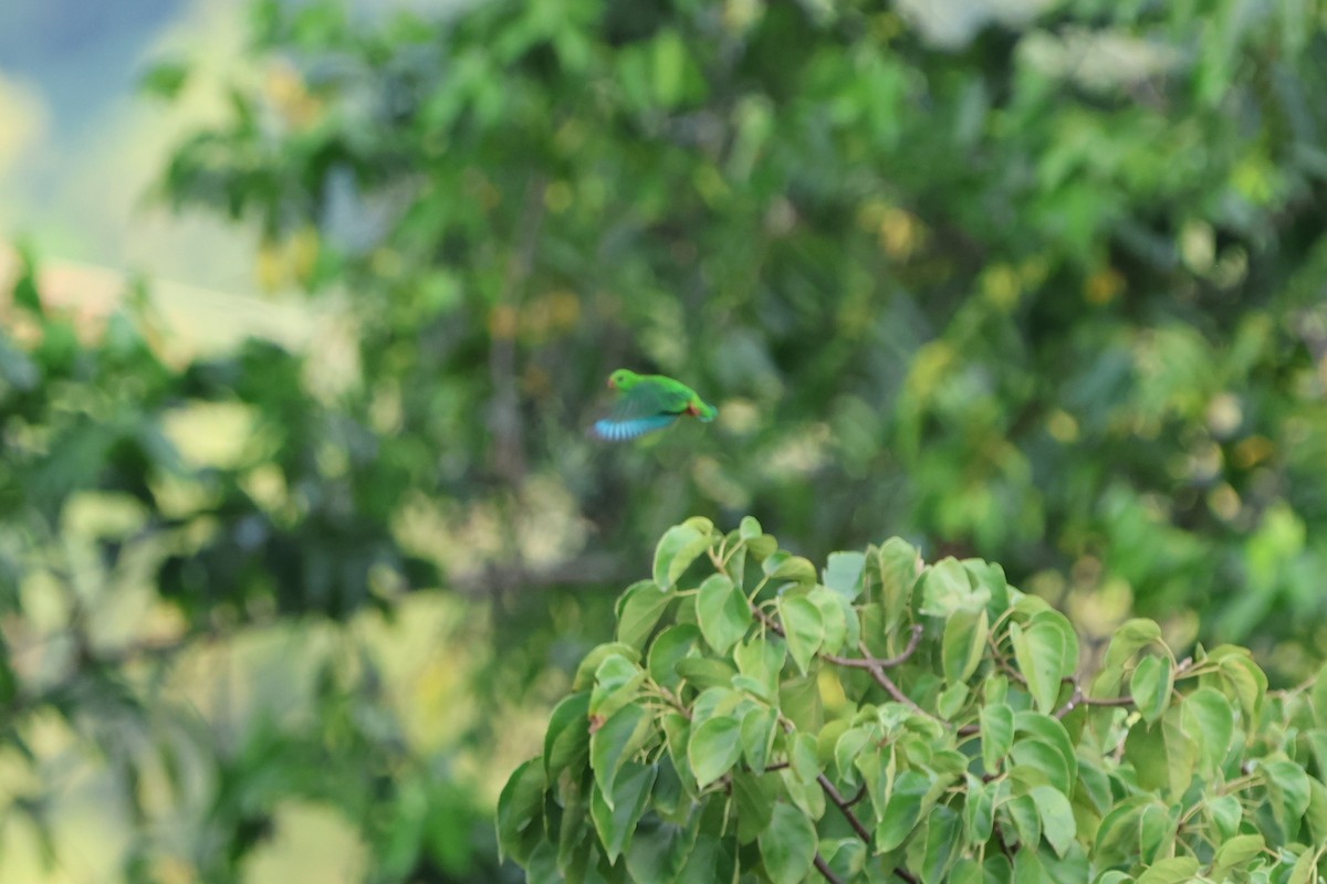 Pygmy Hanging-Parrot - ML620517384