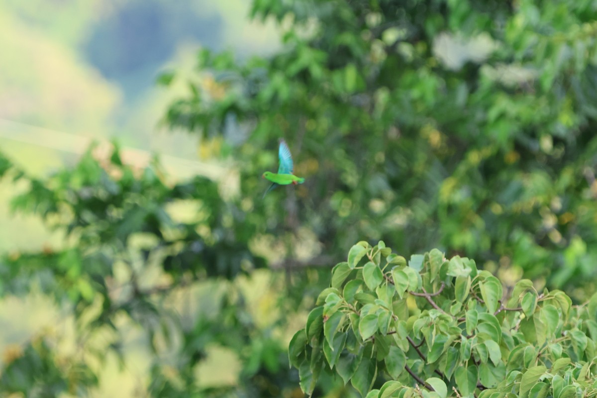 Pygmy Hanging-Parrot - ML620517385