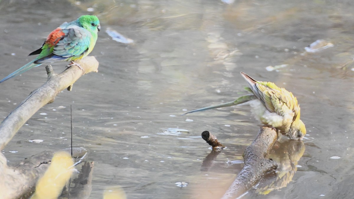 Red-rumped Parrot - ML620517386