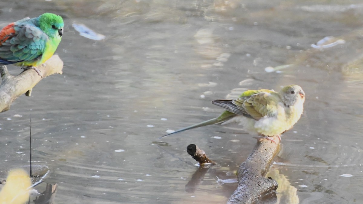 Red-rumped Parrot - ML620517388