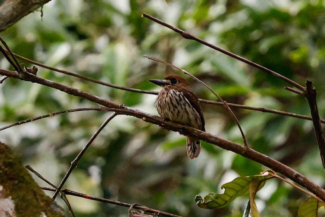 Lanceolated Monklet - ML620517390