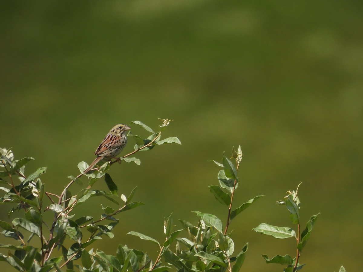 Henslow's Sparrow - ML620517392