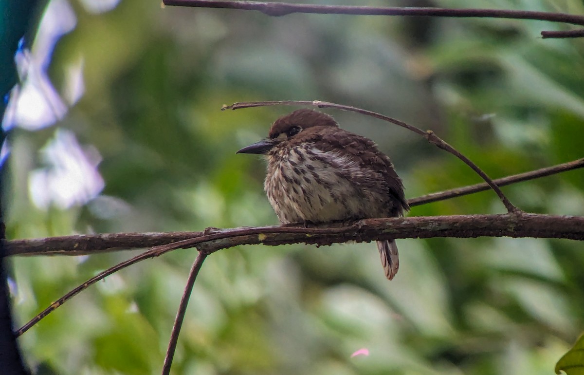 Lanceolated Monklet - ML620517393