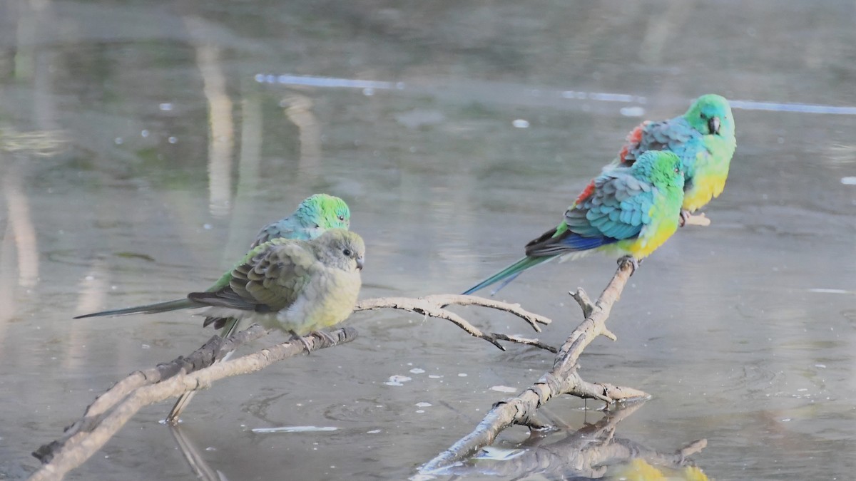 Red-rumped Parrot - ML620517394