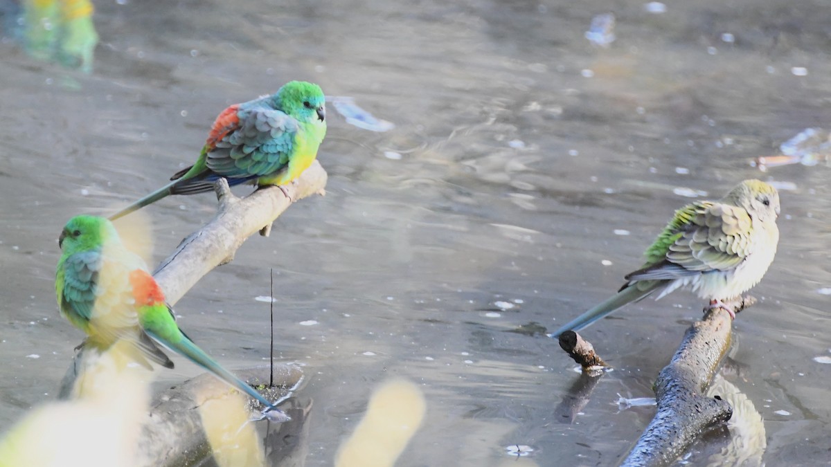 Perico Dorsirrojo - ML620517400