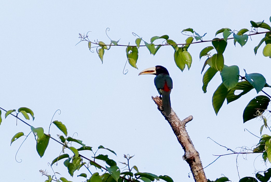 Araçari d'Azara (flavirostris) - ML620517401