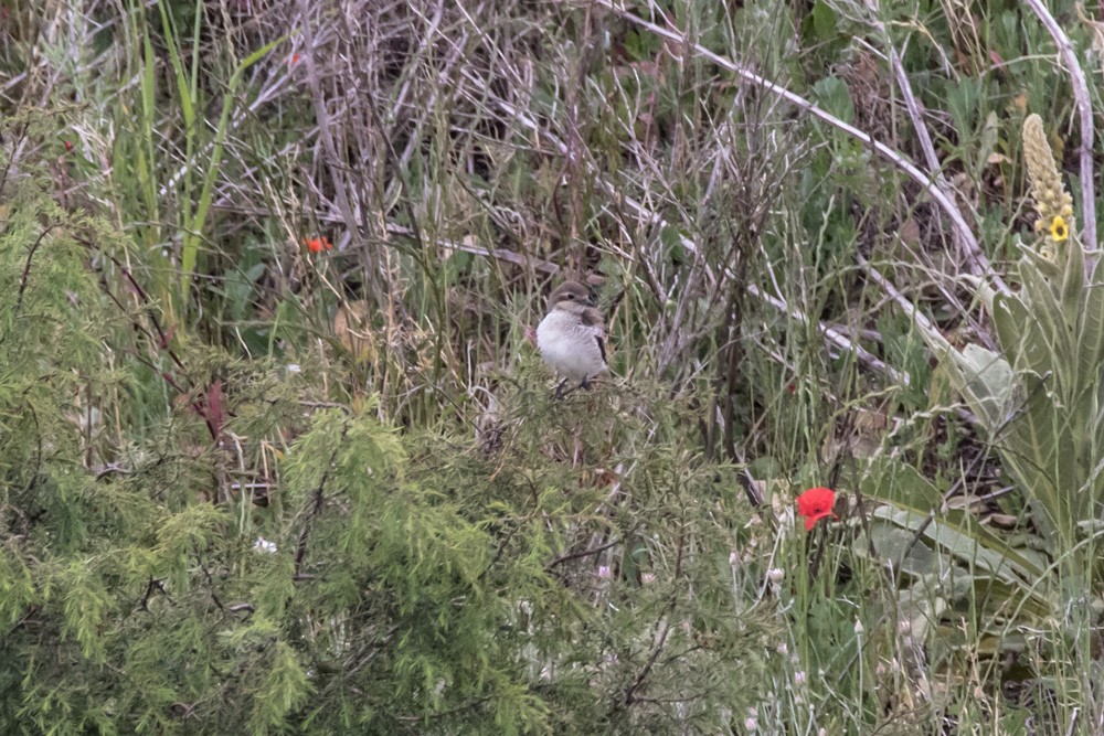 Red-backed Shrike - ML620517404