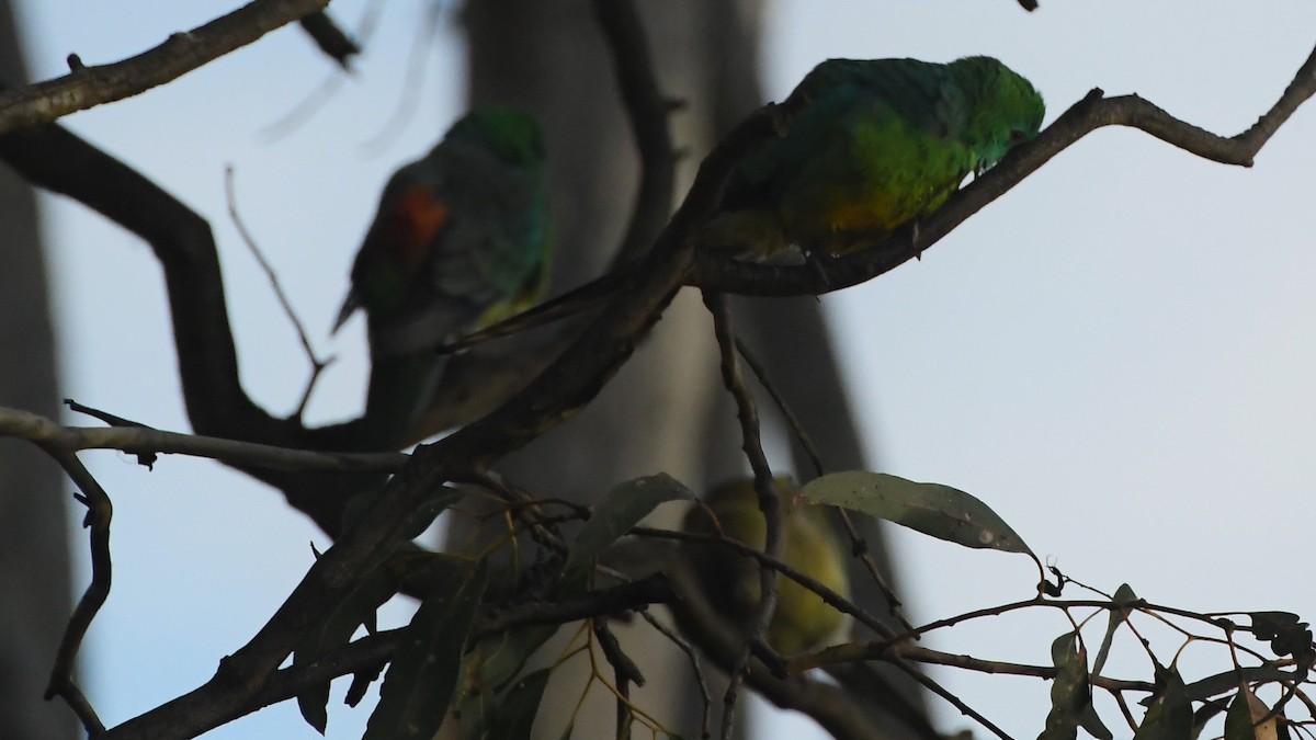 Red-rumped Parrot - ML620517407