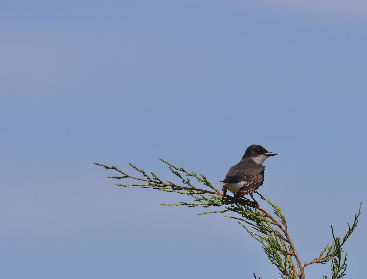 Eastern Kingbird - ML620517408