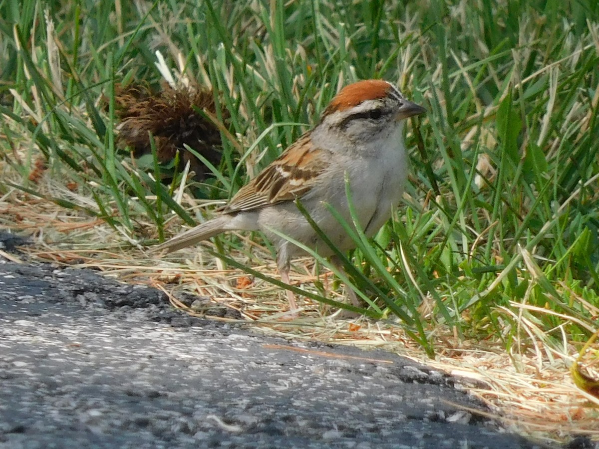 Chipping Sparrow - ML620517409