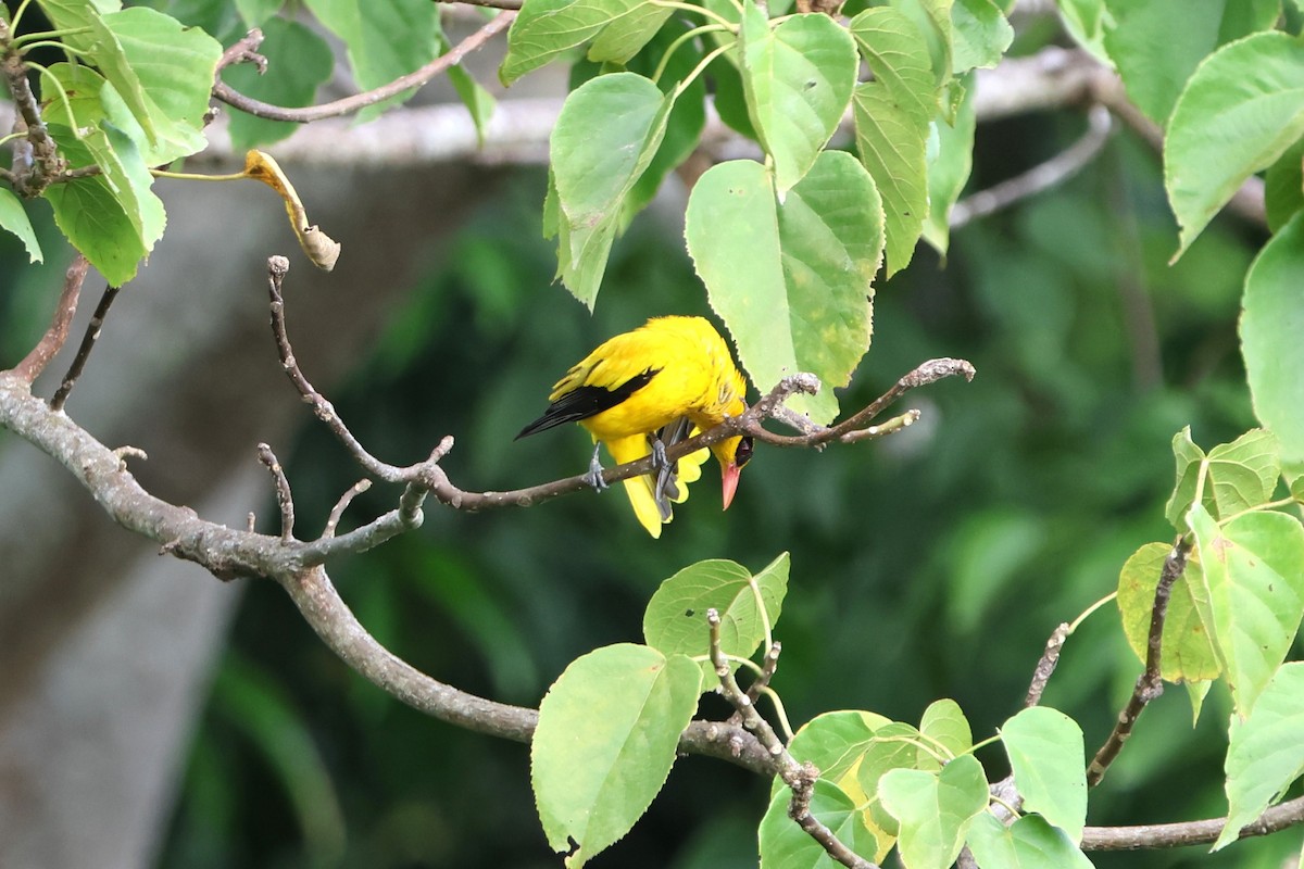 Black-naped Oriole (Sulawesi) - ML620517413