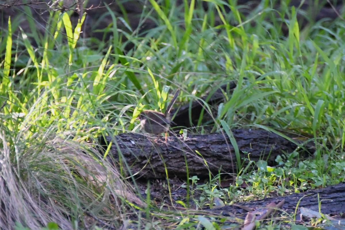 Superb Fairywren - ML620517415