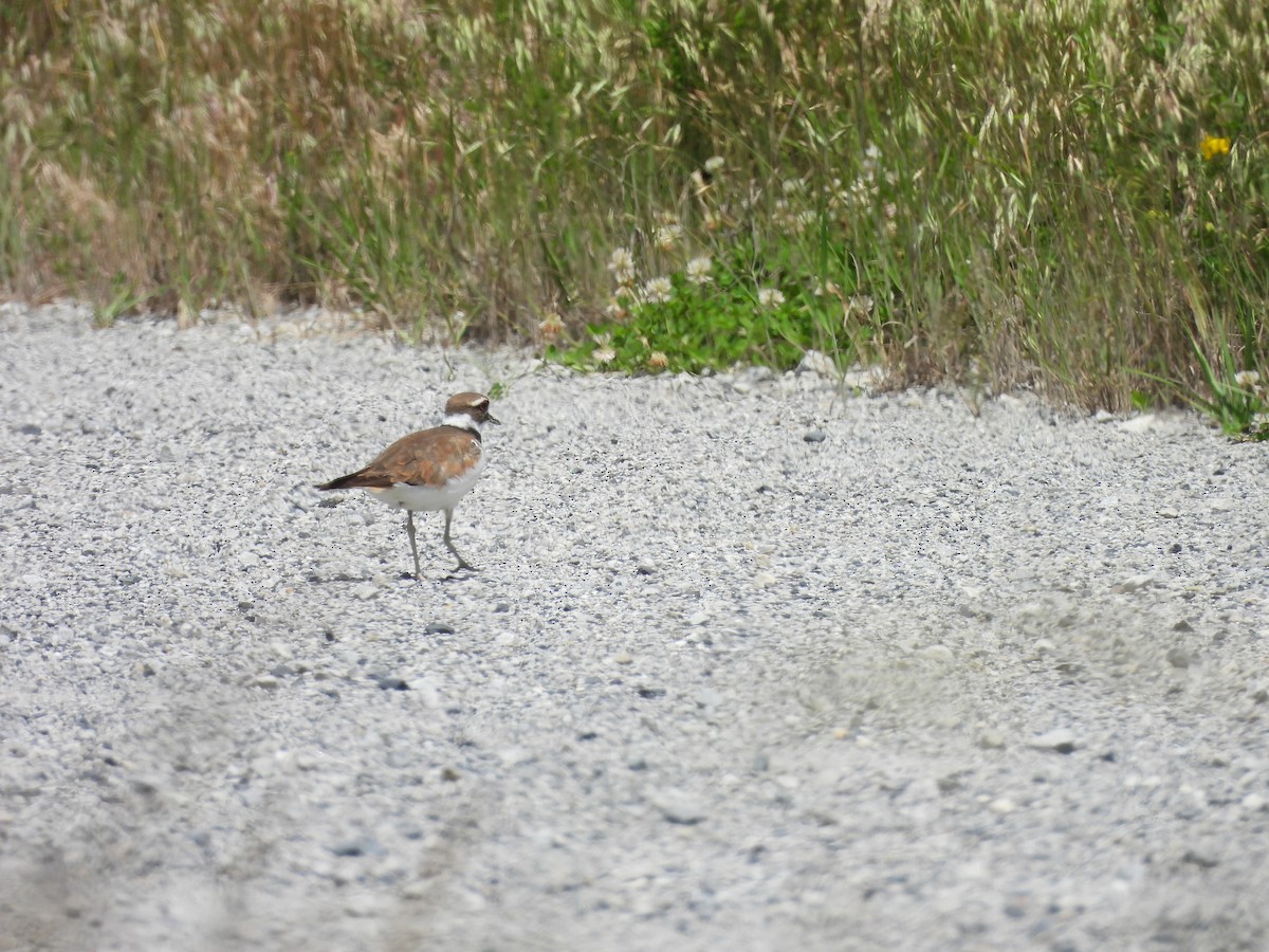 Killdeer - ML620517420