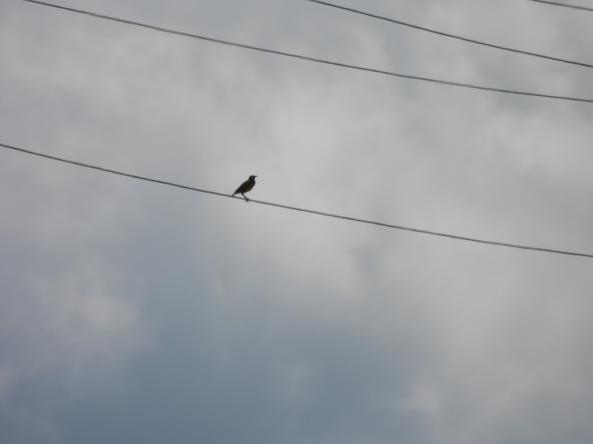 Eastern Meadowlark - ML620517422