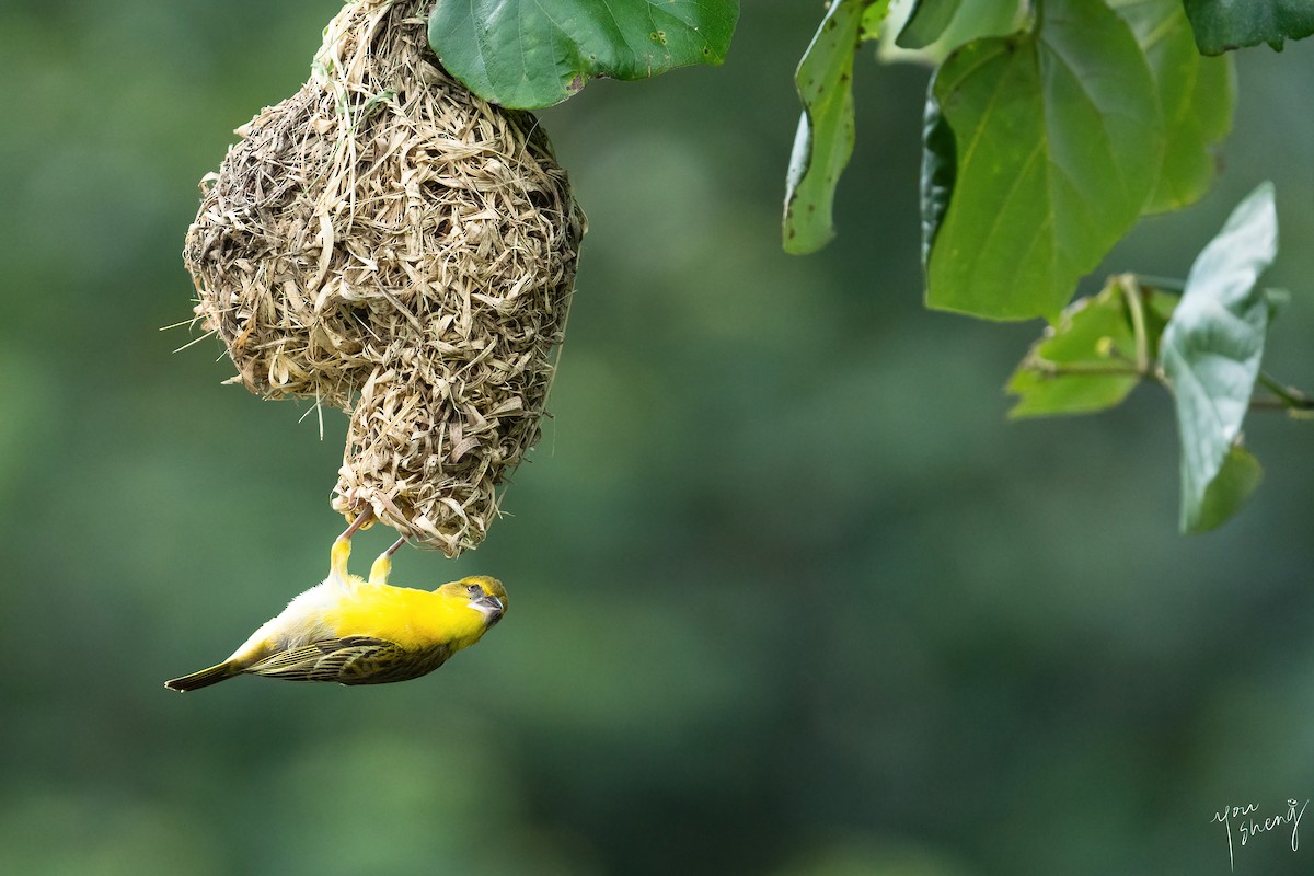 Village Weaver - ML620517425