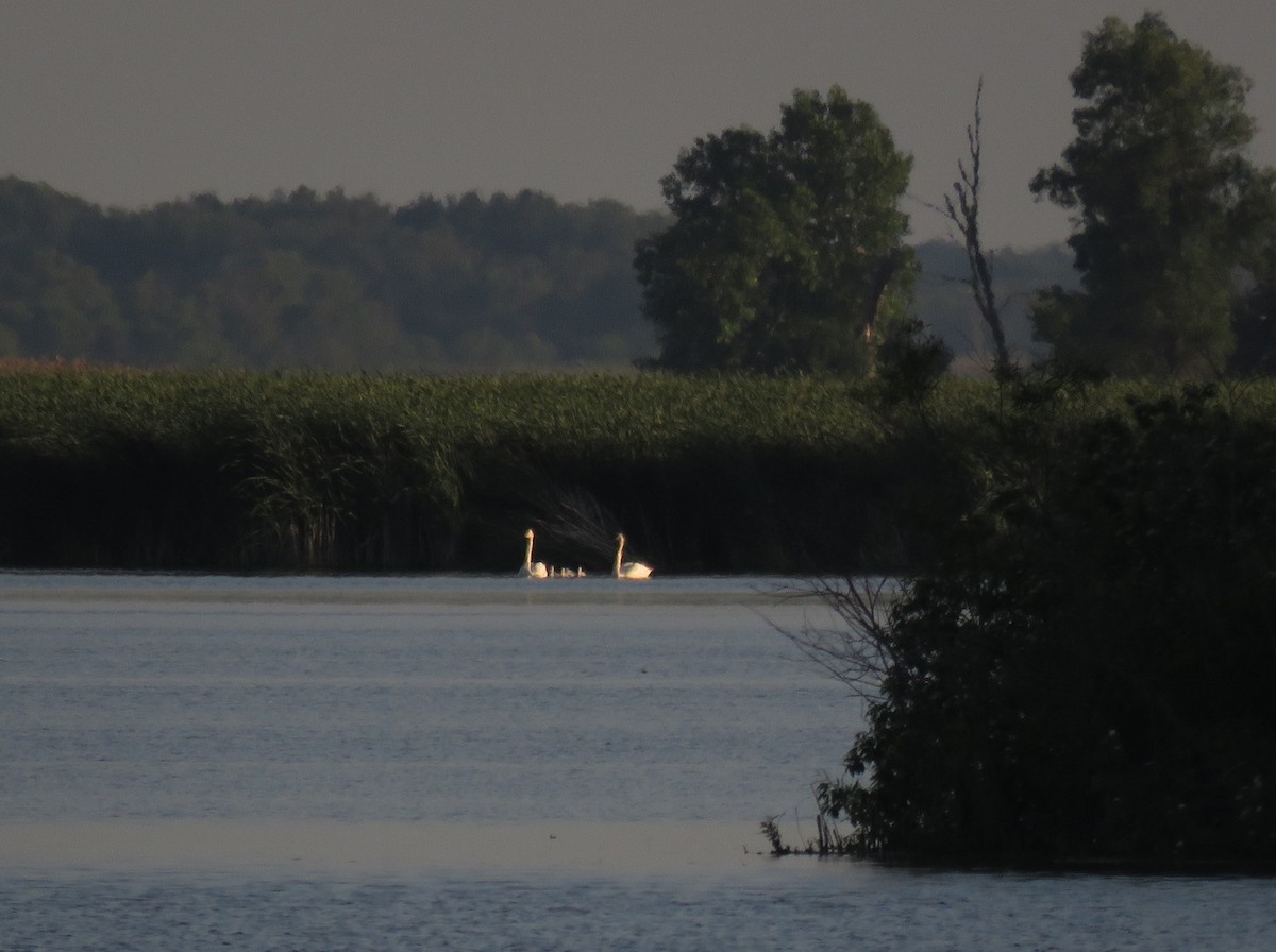 Trumpeter Swan - ML620517427