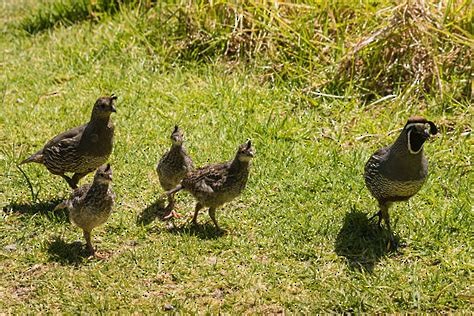 California Quail - ML620517433