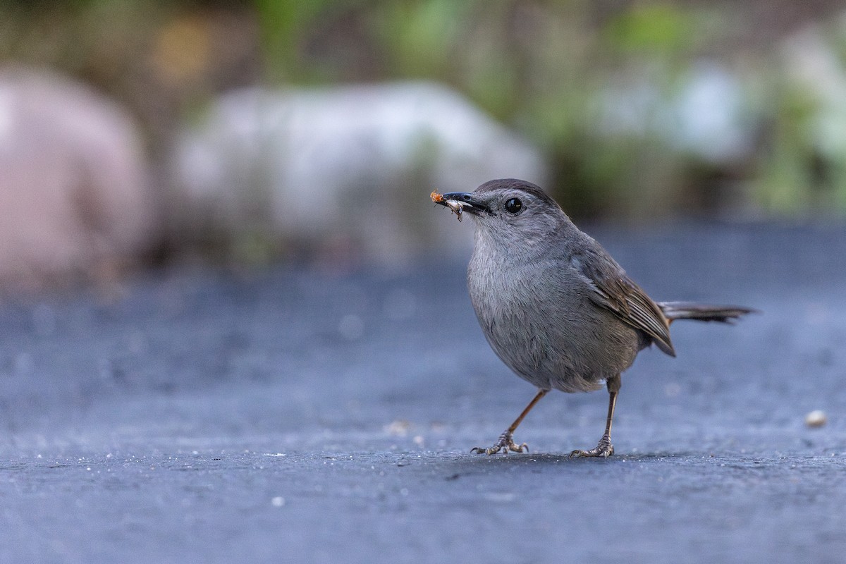 Pájaro Gato Gris - ML620517434