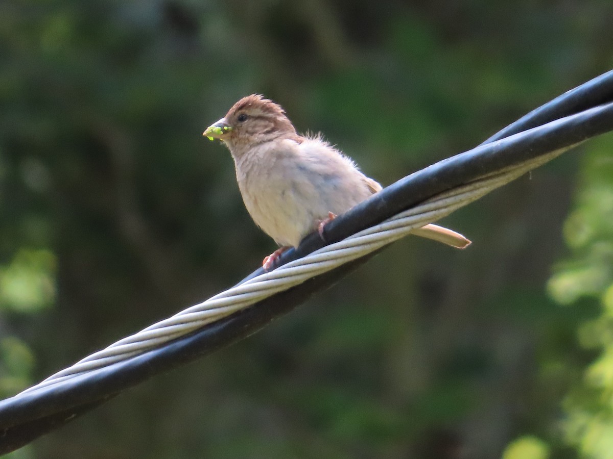 House Sparrow - ML620517435