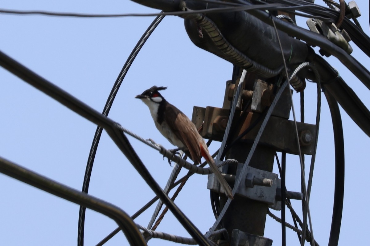 Red-whiskered Bulbul - ML620517442