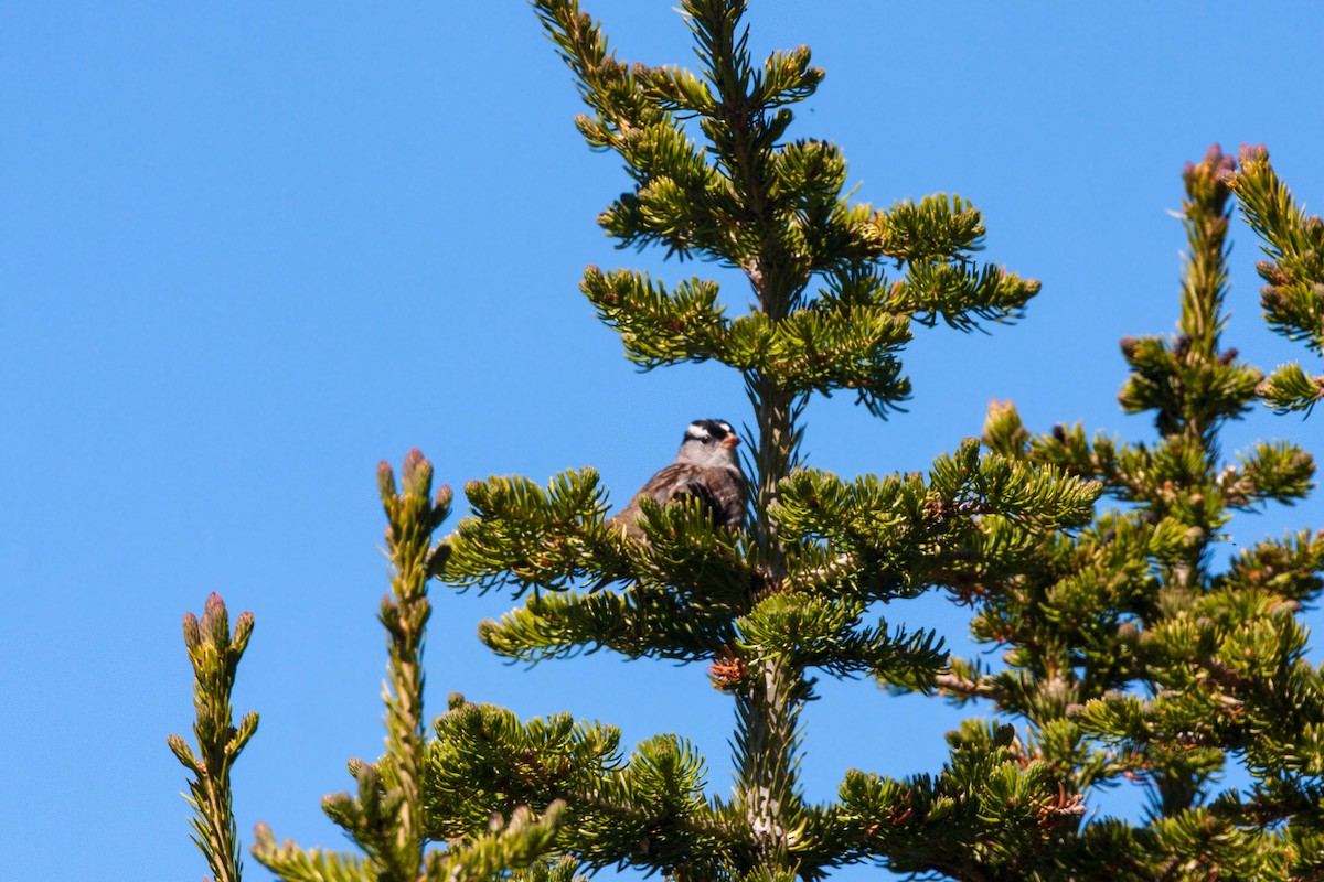 White-crowned Sparrow - William Clark
