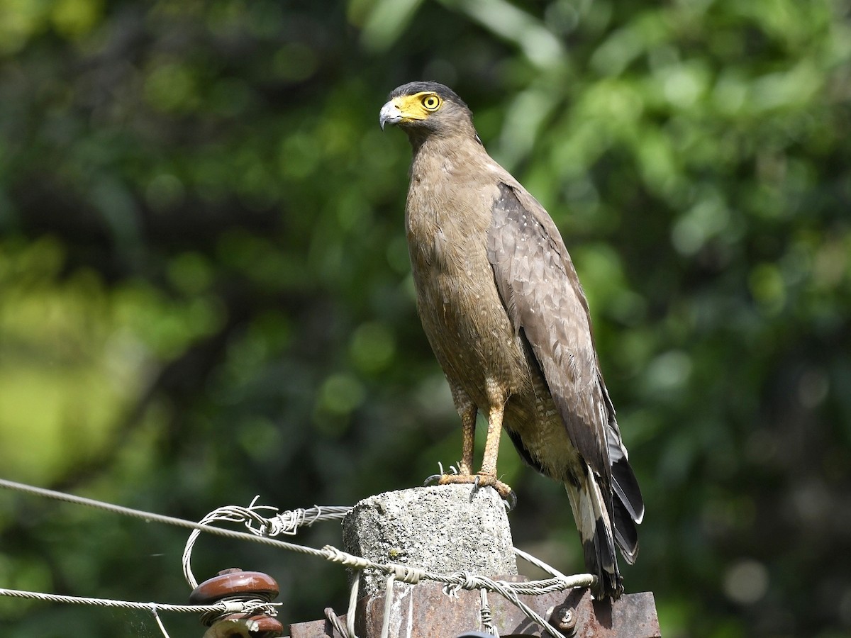 Haubenschlangenadler - ML620517451