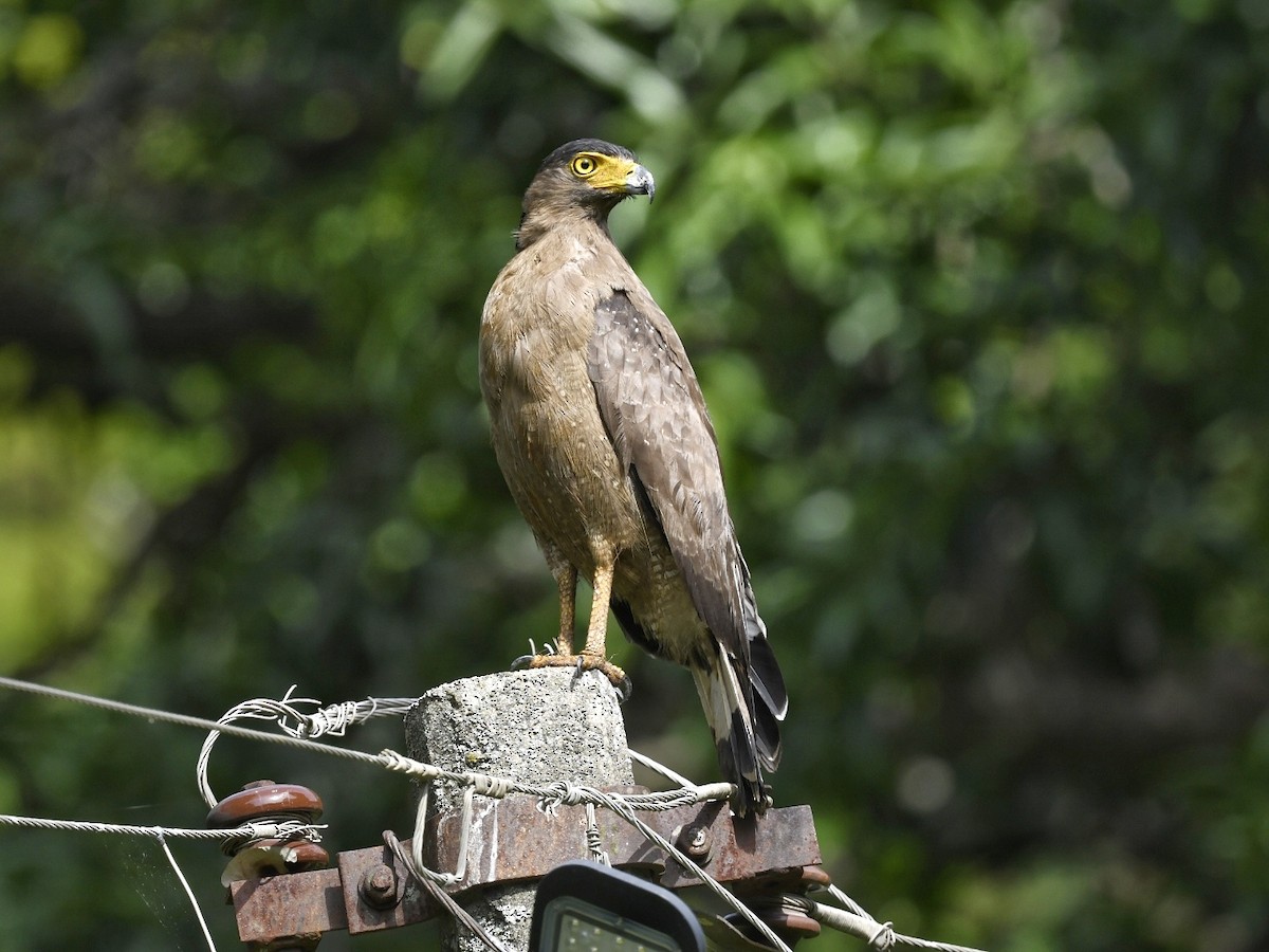 Crested Serpent-Eagle - ML620517452