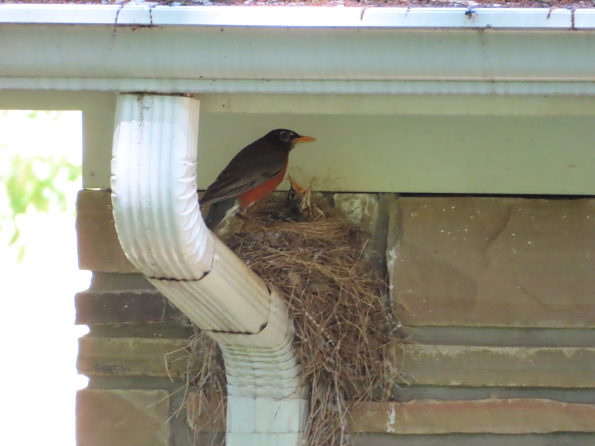 American Robin - ML620517456