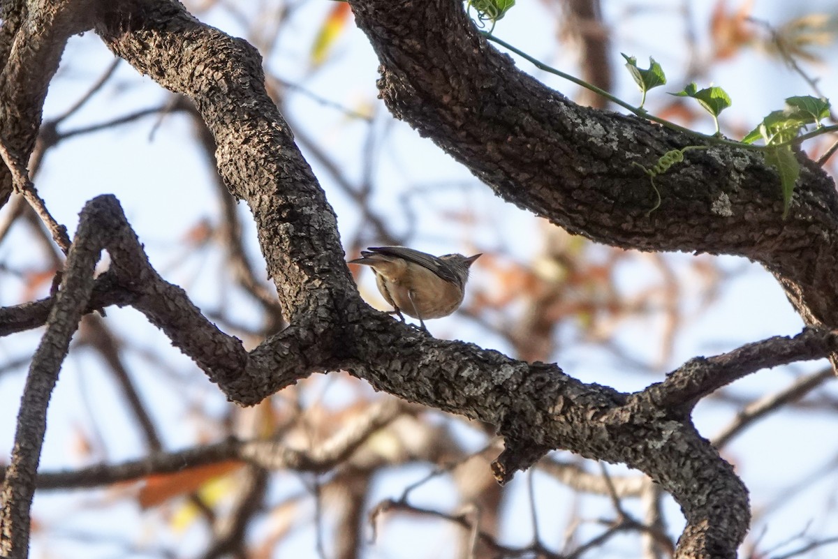 Vireo de Hutton - ML620517457