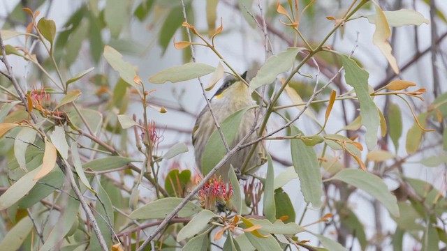 Singing Honeyeater - ML620517458