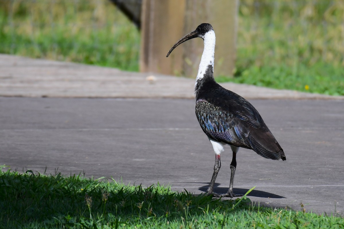 Straw-necked Ibis - Trevor Ross