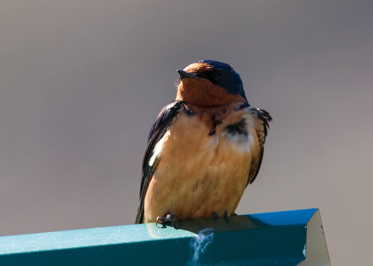 Barn Swallow - ML620517462