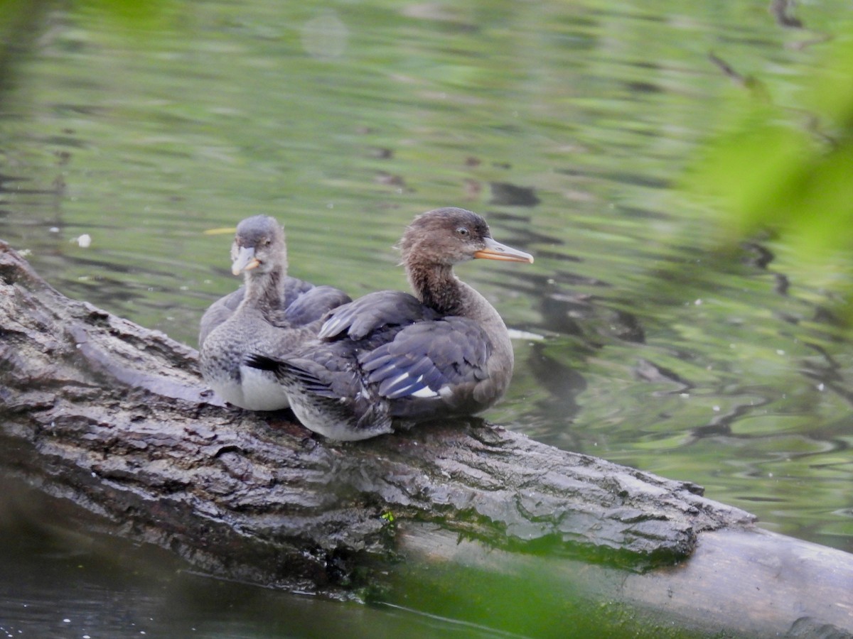 Hooded Merganser - ML620517465