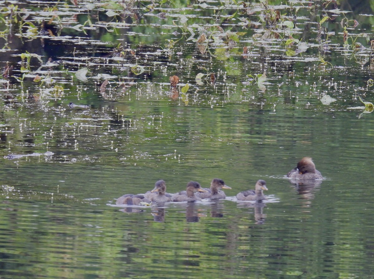 Hooded Merganser - ML620517466