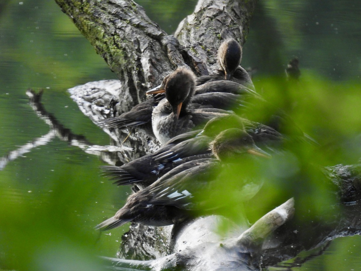 Hooded Merganser - ML620517467