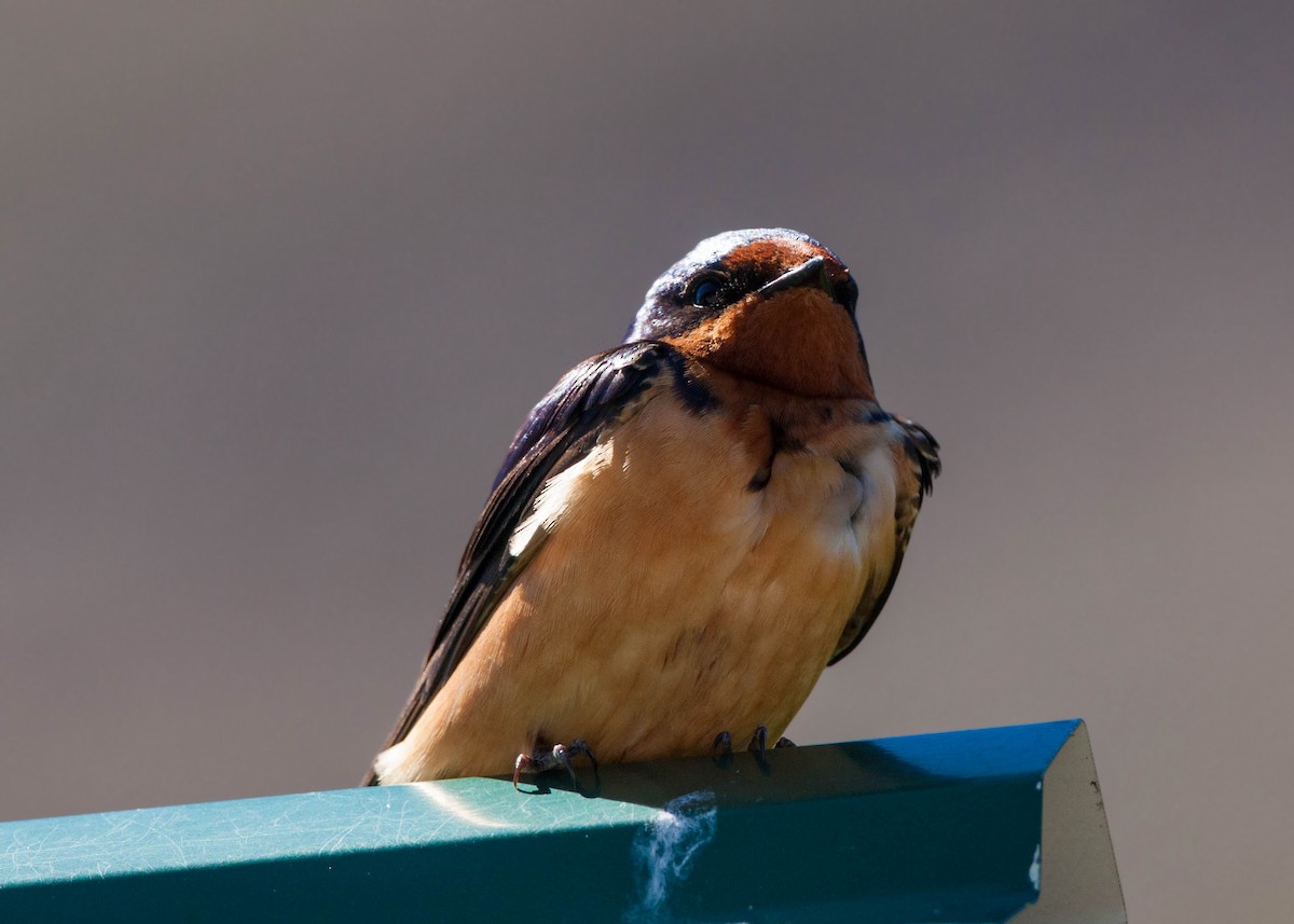 Barn Swallow - ML620517468