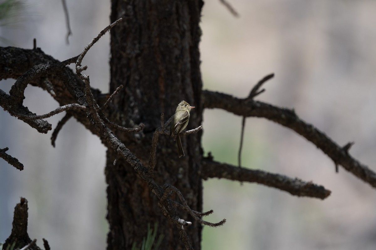 Western Flycatcher (Cordilleran) - ML620517473