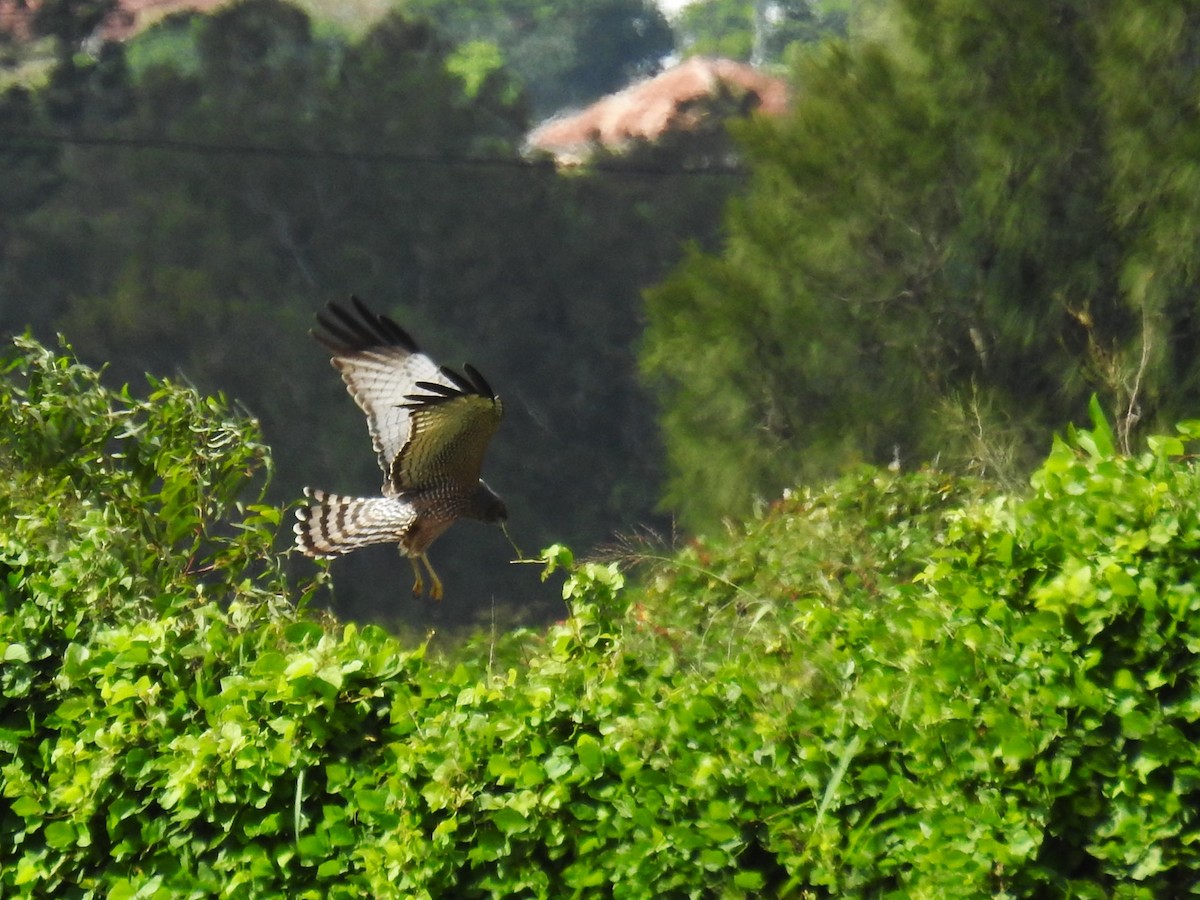 Aguilucho Moteado - ML620517484