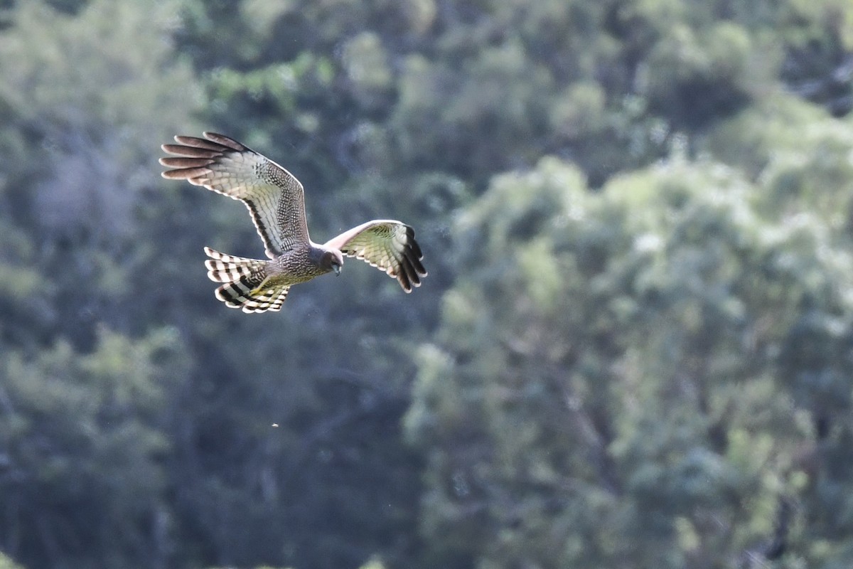 Spotted Harrier - ML620517485