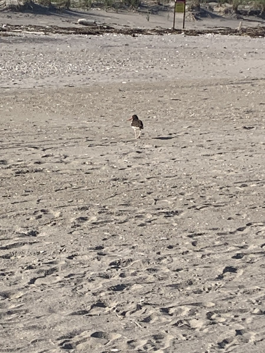 American Oystercatcher - ML620517486