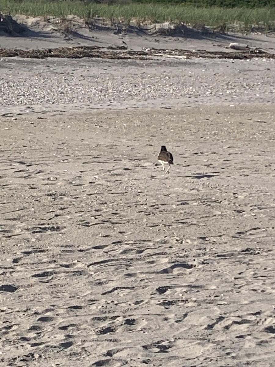 American Oystercatcher - ML620517487