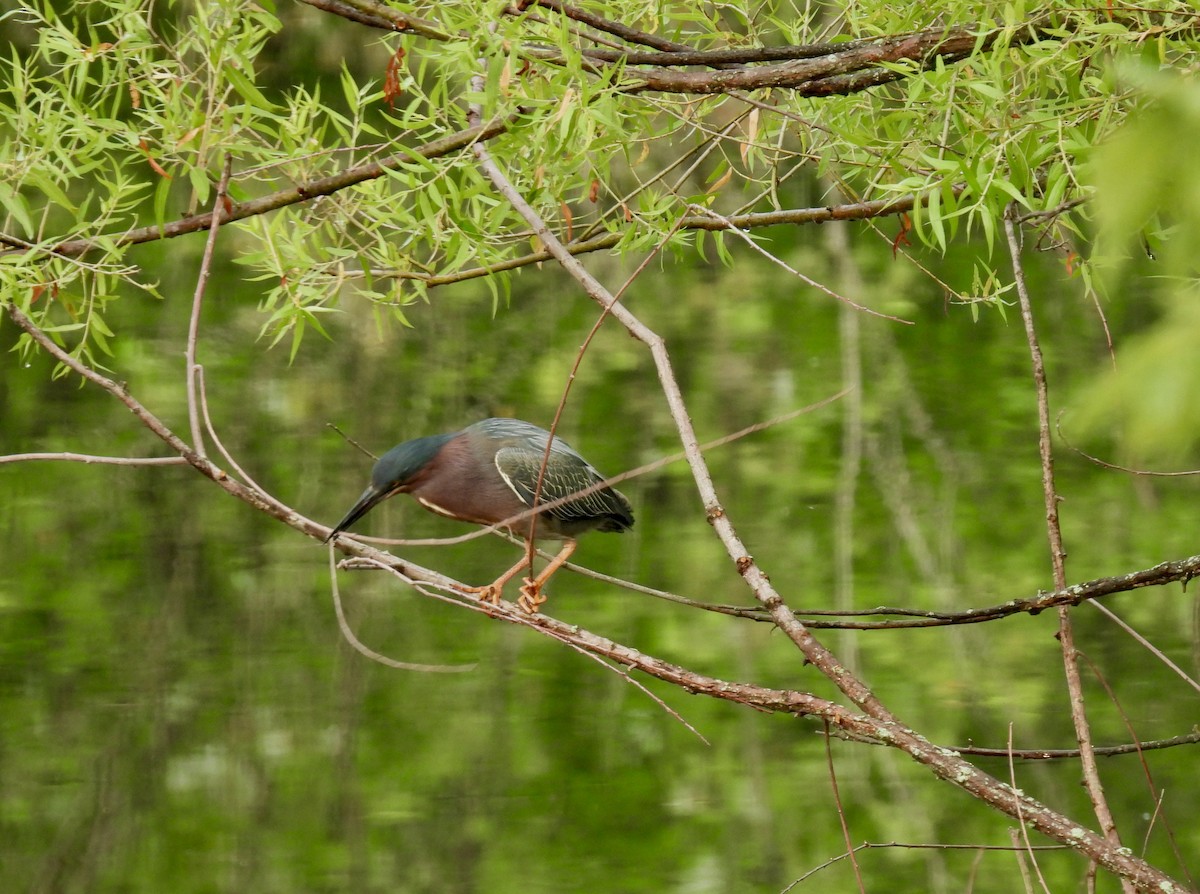 Green Heron - ML620517489