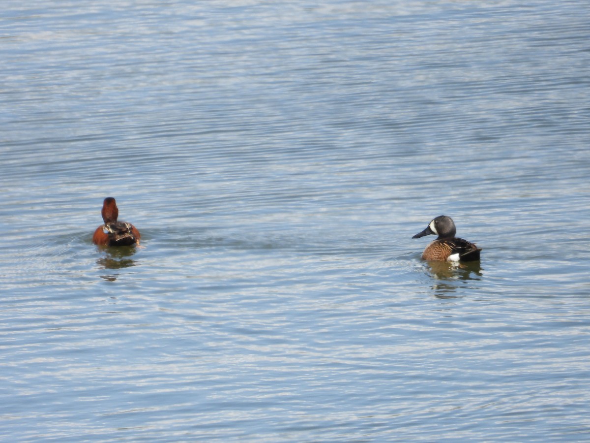 Blue-winged Teal - ML620517492