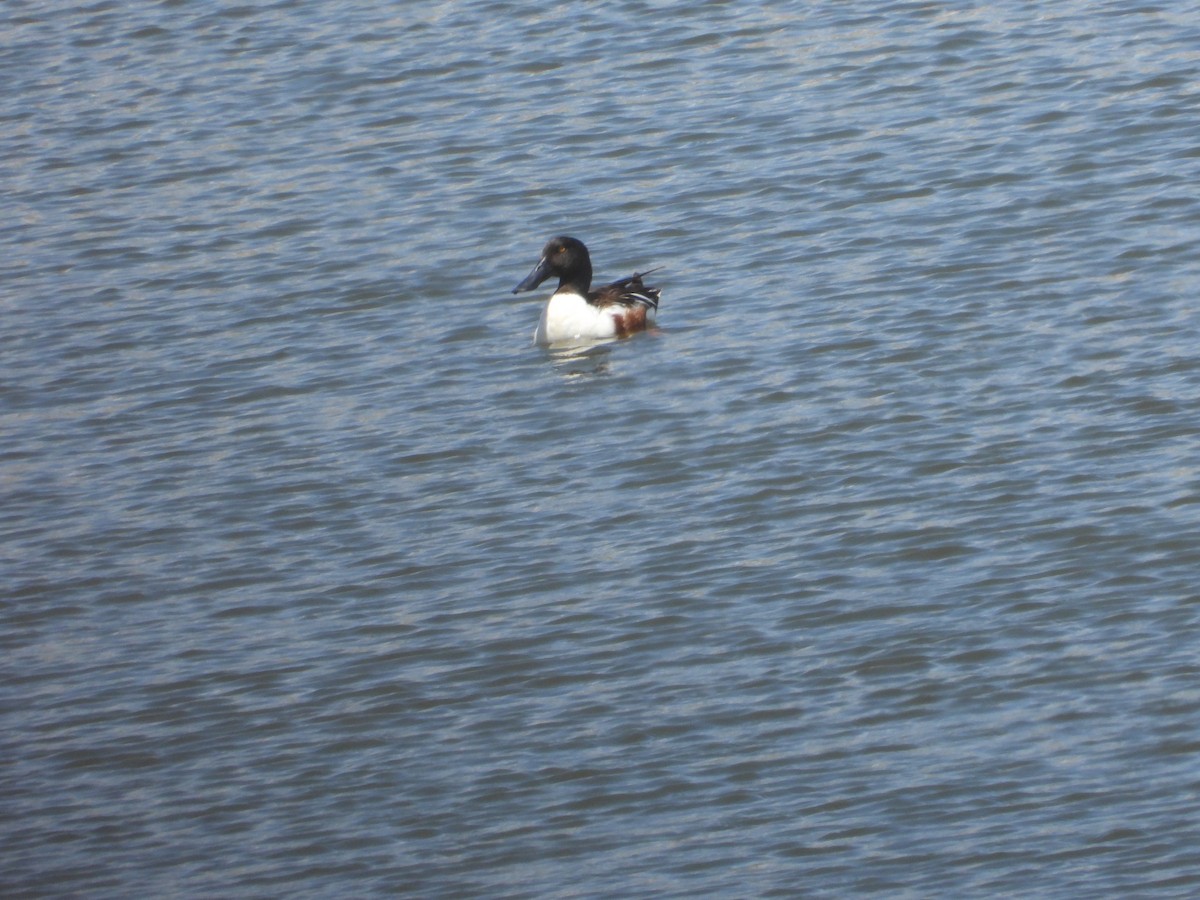 Northern Shoveler - ML620517499