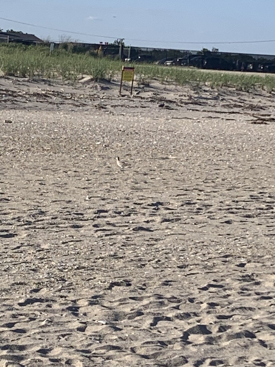 Black-bellied Plover - ML620517507