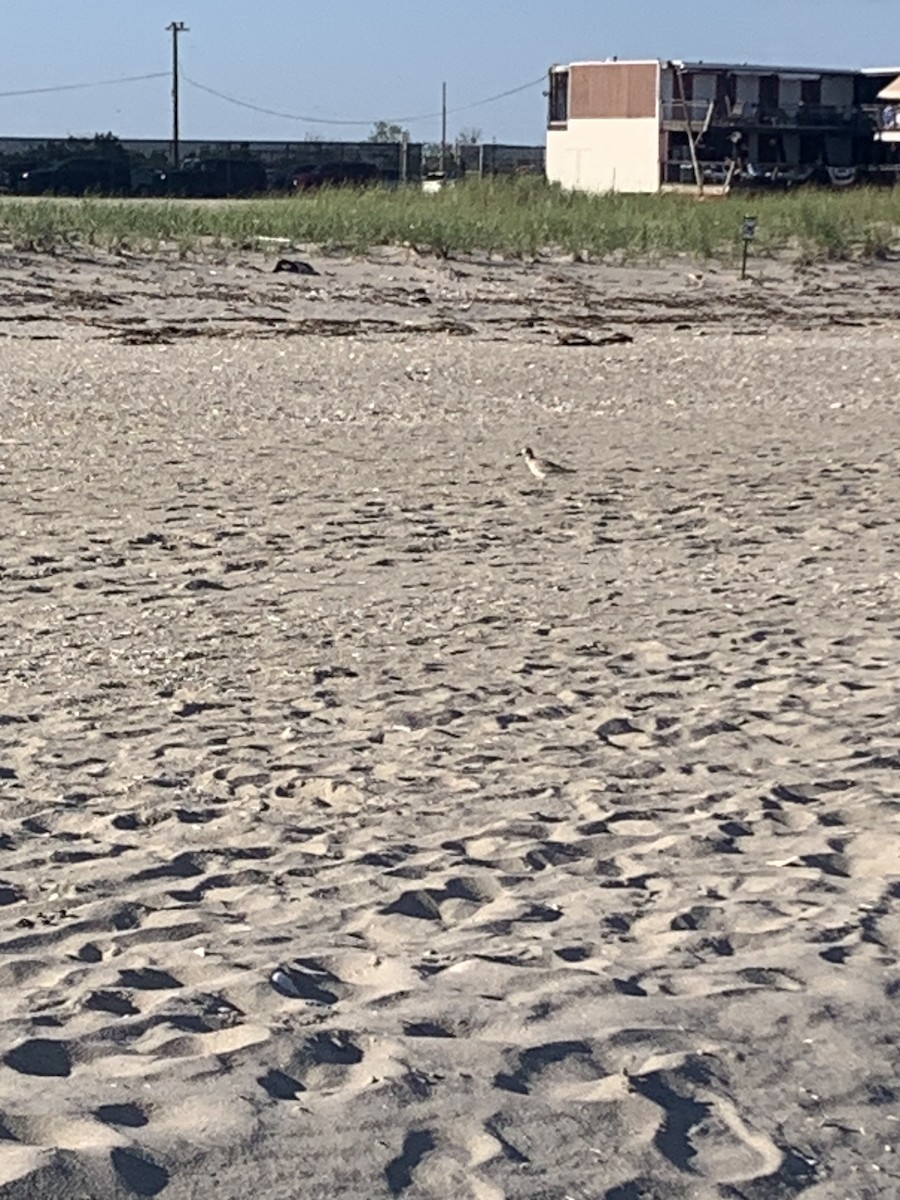 Black-bellied Plover - ML620517508