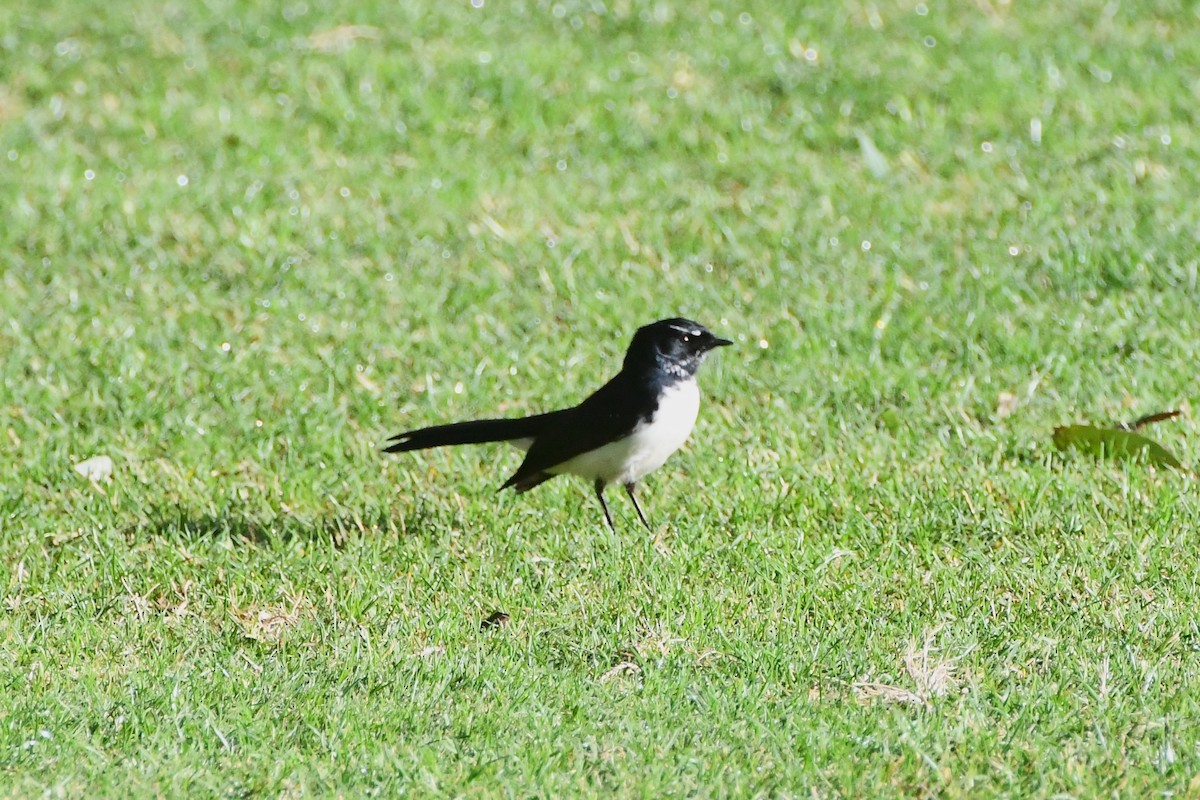 Willie-wagtail - ML620517512